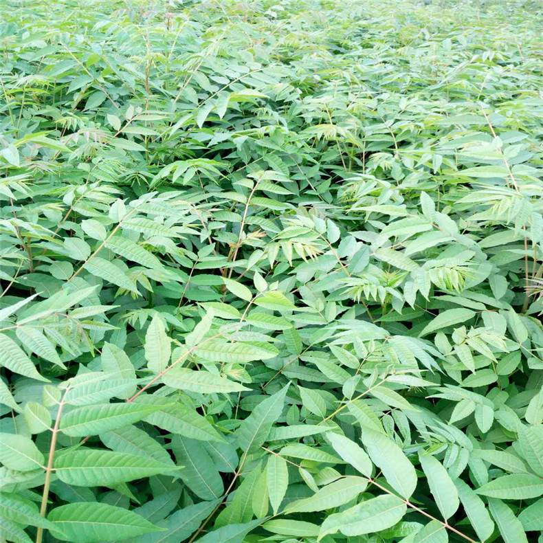 露天红油香椿苗种植 大棚红油香椿苗管理方法 0.5-5公分红油香椿苗