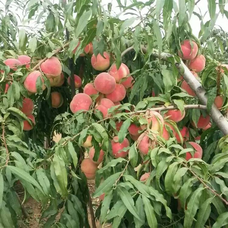 2年生映霜红桃树新品种 嫁接早熟秋彤桃树苗 占地用5公分桃树价格