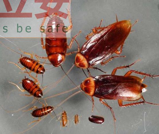 完全消灭蟑螂的七种方法 内江市东兴区除蟑螂 除四害