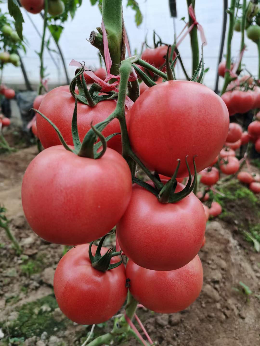 以色列海泽拉 艾妮拉 福拉 瑞拉 尼古拉 硬粉果番茄种子价格