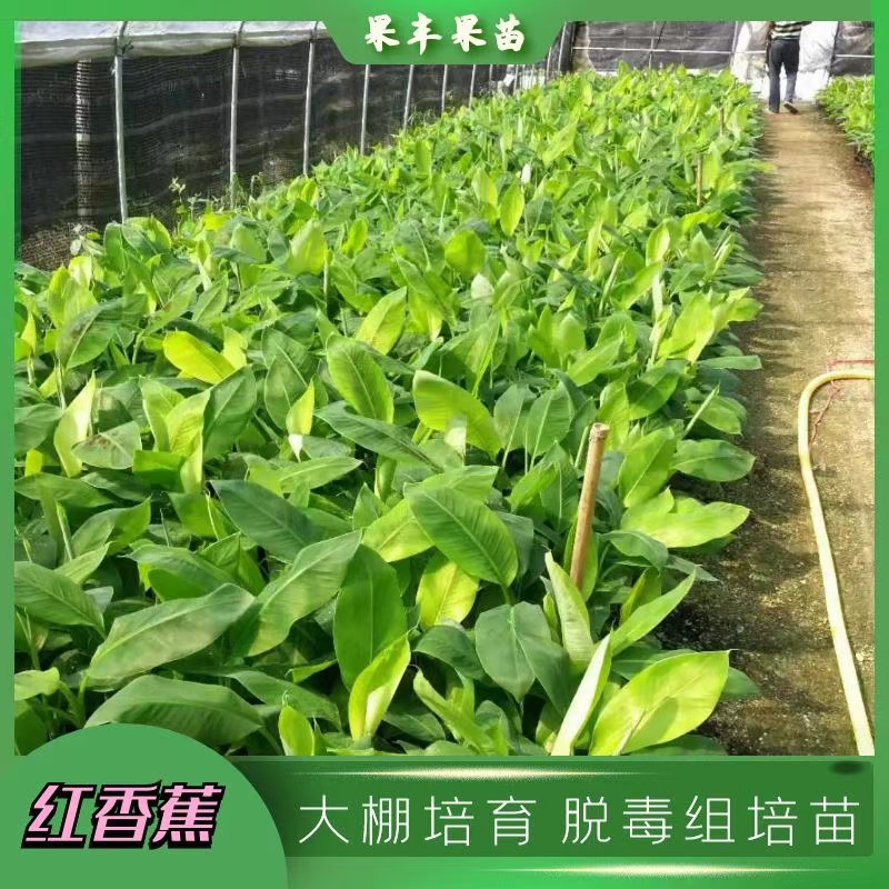 灵山红香蕉苗种植方法