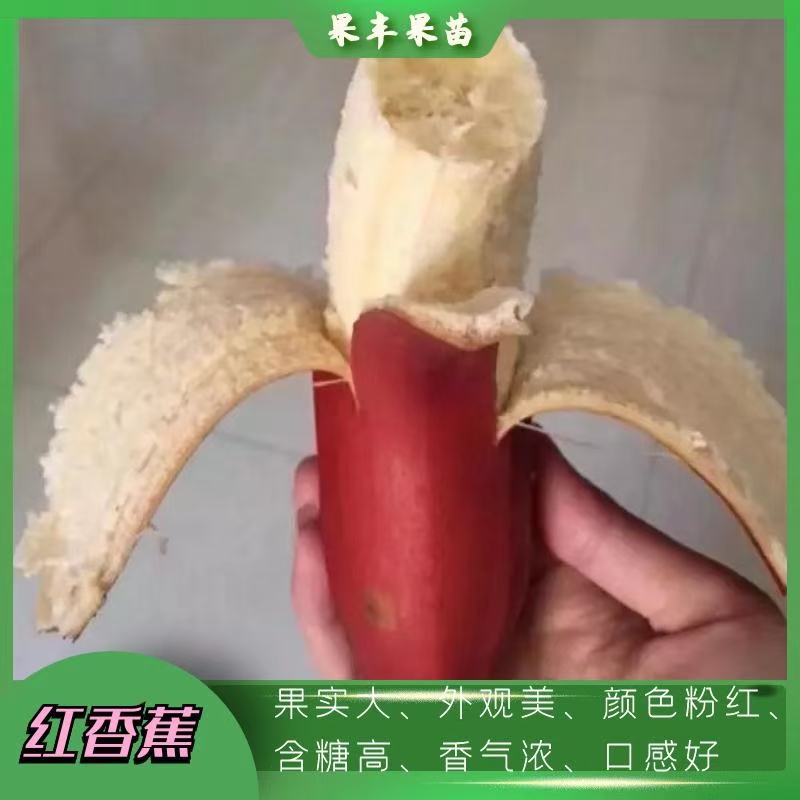 广西红香蕉苗种植方法