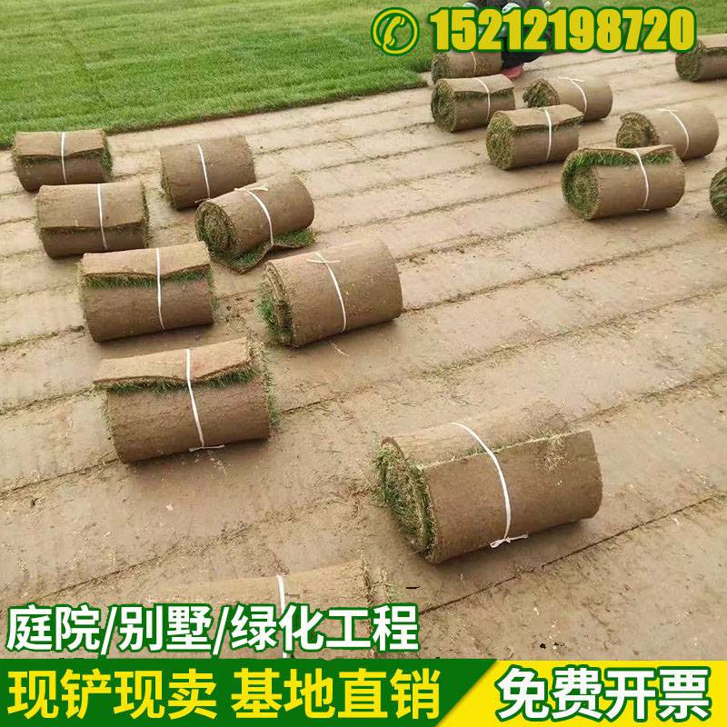 果岭草草坪 沙培 厂家批发 淮南滁州基地 四季青 混播 根系发达型