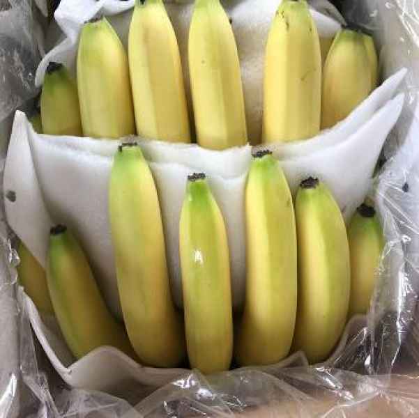 重庆老挝高甜香蕉
