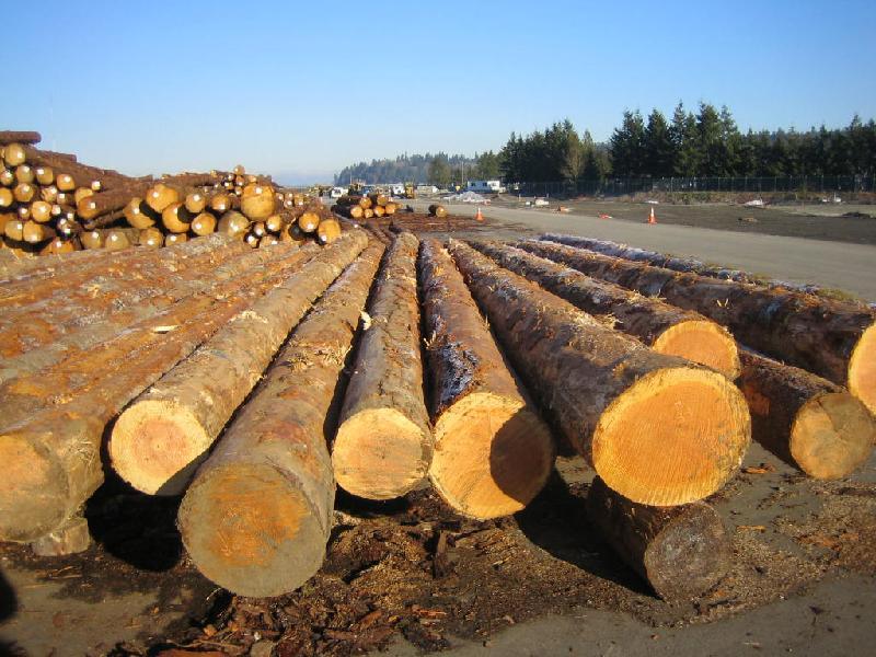 非洲原木进口报关流程