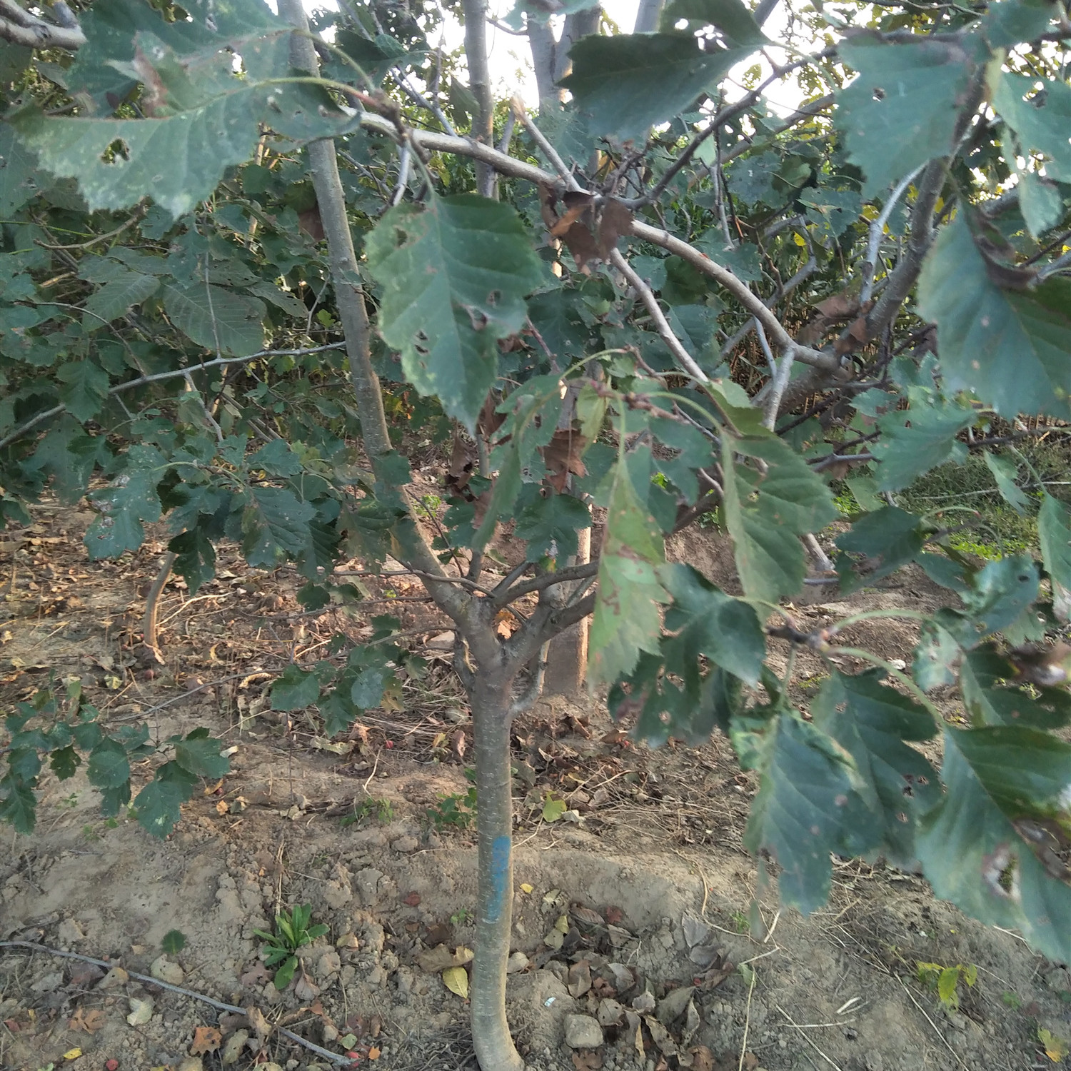 山楂苗什么时候移栽