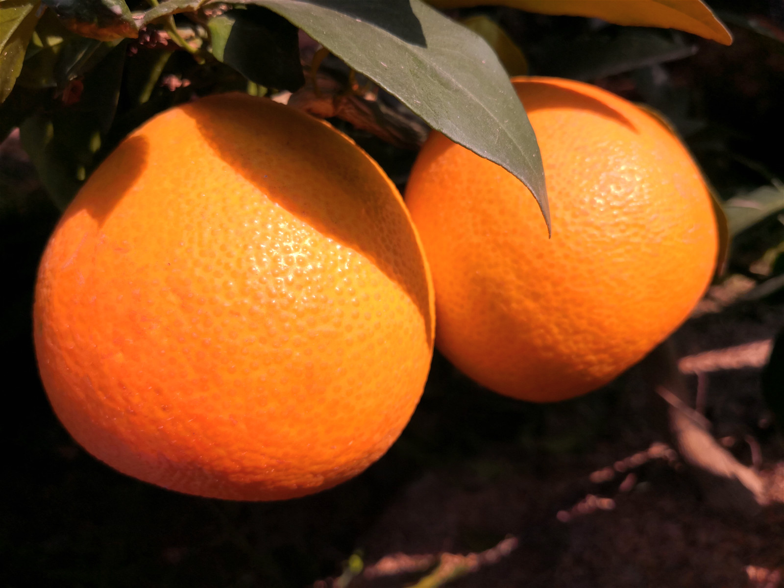 湖南红美人柑橘苗 早熟日本无核杂柑品种 11月份成熟