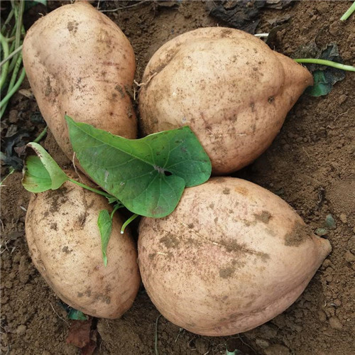 河南出售新品种红薯苗