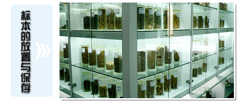 植物标本 中药蜡叶标本 标本馆展览教学展示 装修装饰