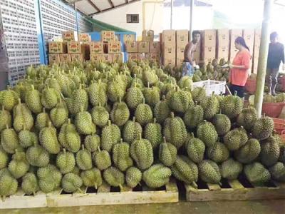 如何从马来西亚进口新鲜榴莲水果