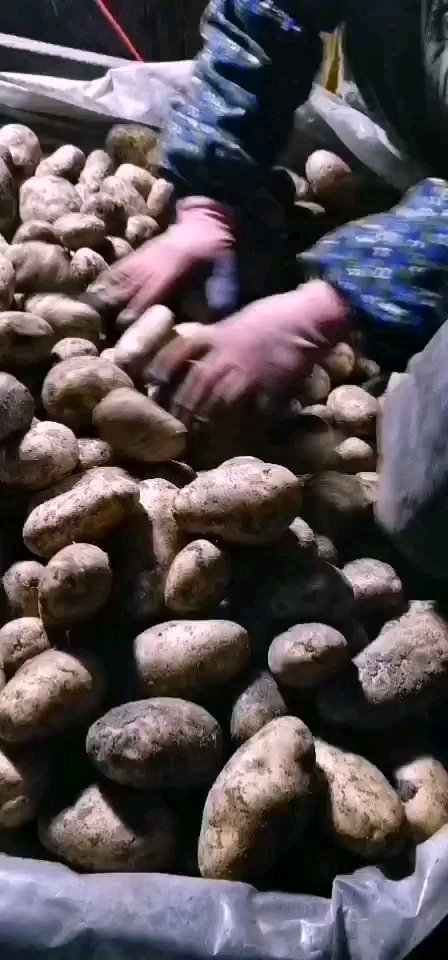 产地直销黑龙江优质马铃薯荷兰系列