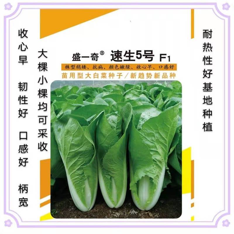 速生5号快菜种子蔬菜种子 快菜 种子批发 种植技术菜种子白菜种子