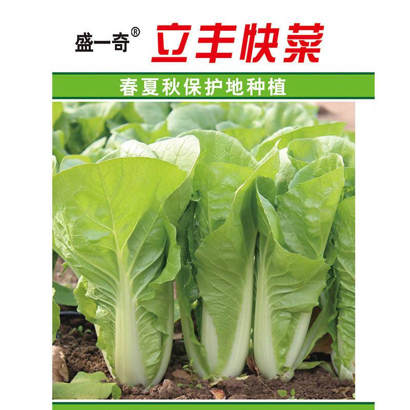 菜种子 蔬菜种子 快菜种子盛一奇立丰快菜 小白菜种子 厂家销售