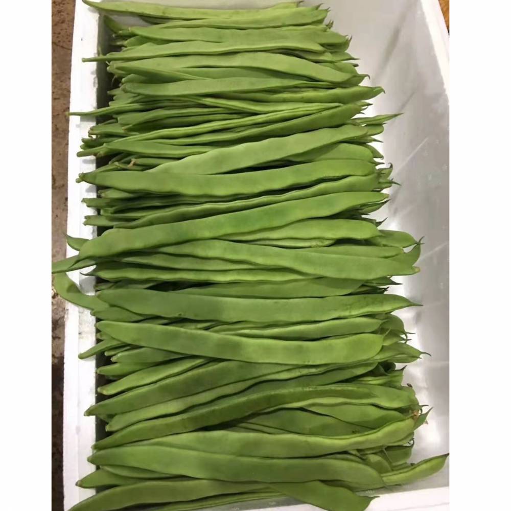 二扁四季豆种子 菜豆种子春秋栽培 盛一奇改良一尺青