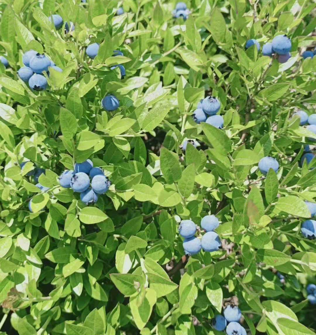 蓝莓苗 晚熟蓝莓苗 北红蓝莓苗 耐寒蓝莓苗
