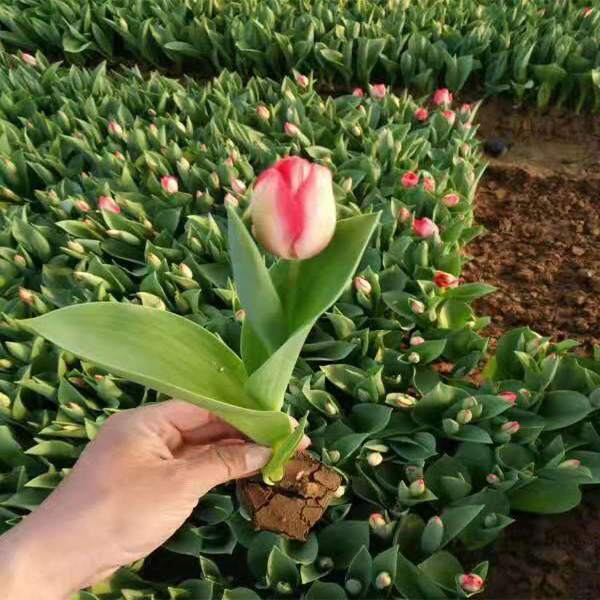 山东青州多色郁金香花卉种植与批发基地