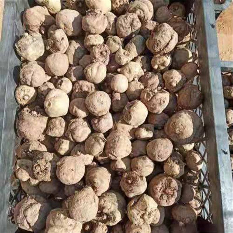 精选好种100-200魔芋种子土壤要求专业保存种子发芽率高