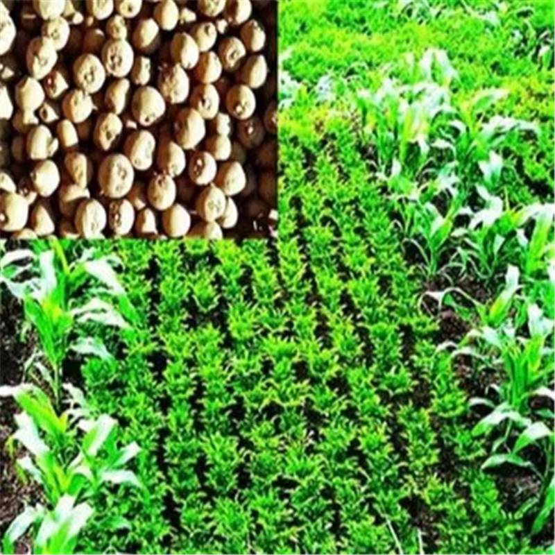 精选好种100-200魔芋种子土壤要求专业保存种子发芽率高