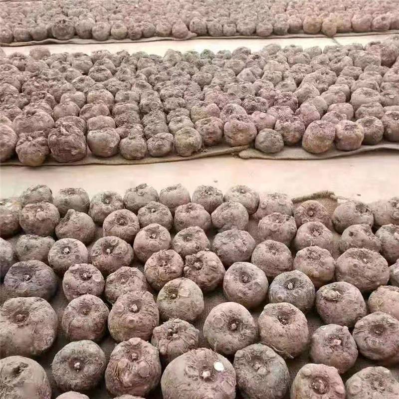 精选好种100-200魔芋种子保存方法市场销售全国回收