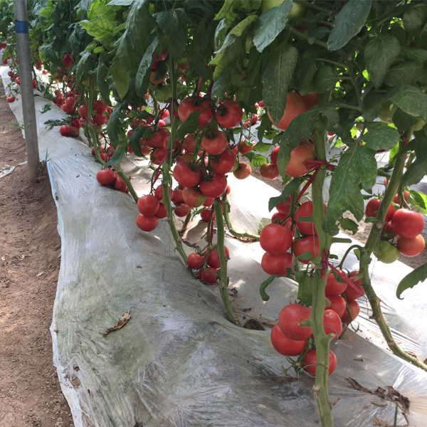 番茄种子，硬粉类番茄品种大果型番茄早熟高产新品种