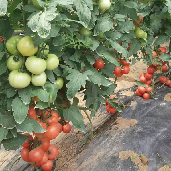 荷兰粉霸番茄种子-抗TY/抗线虫番茄品种，精品番茄种子