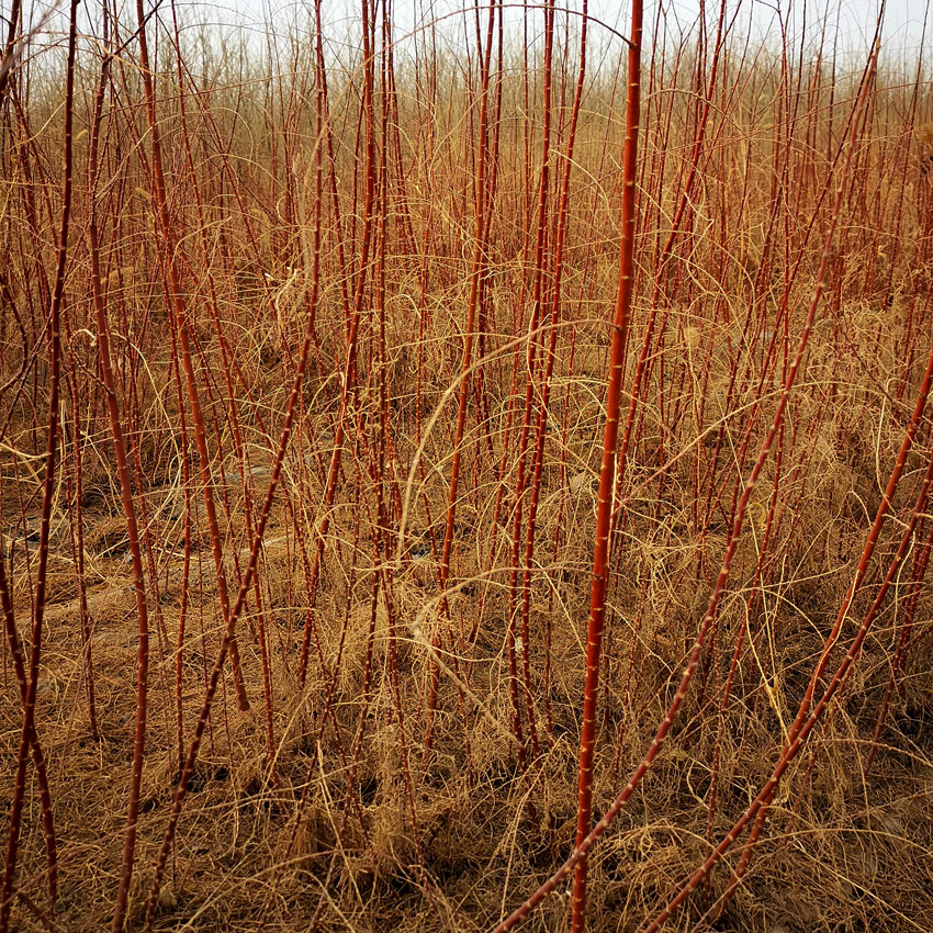 沙棘原产地-沙棘苗木-那曲沙棘树苗