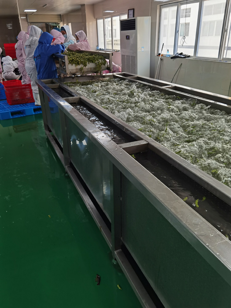 西宁杀青毛豆加工设备生产厂家 毛豆加工机器