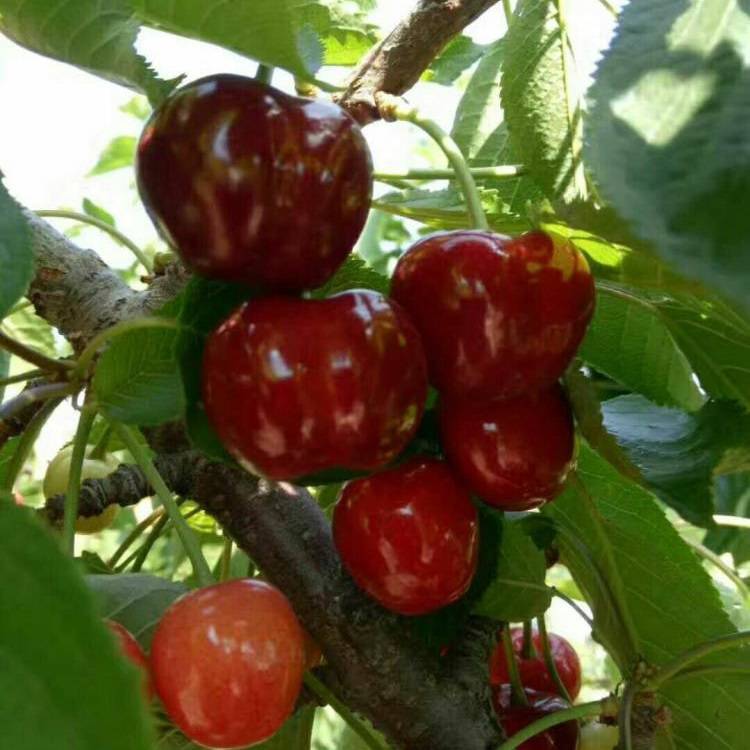 樱桃树车厘子樱桃苗 车厘子樱桃树木苗 提供种植技术