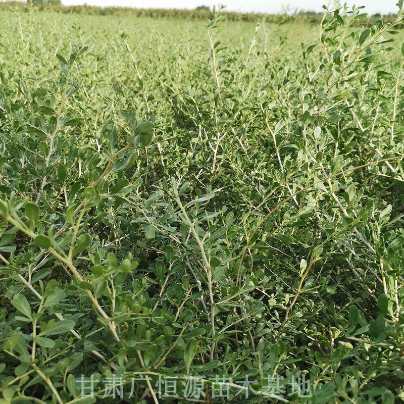 内蒙古白刺果苗栽种方法-技术支持