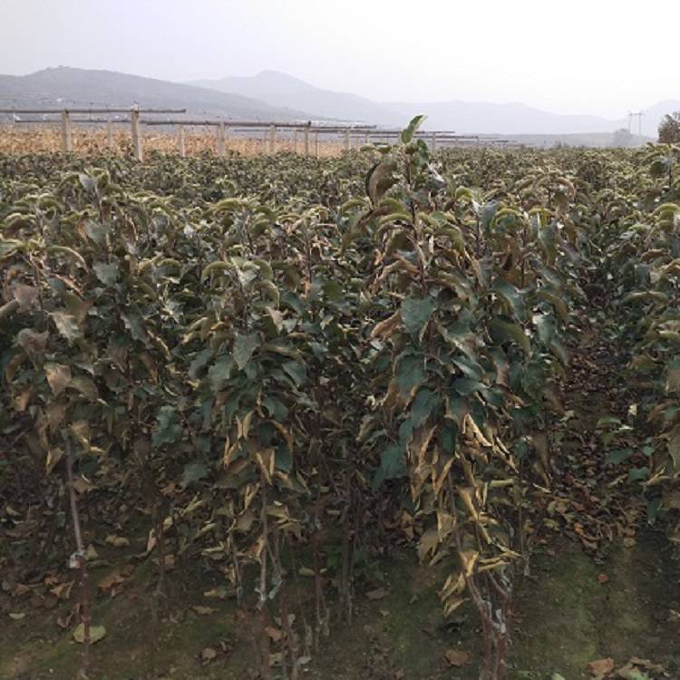 河南维纳斯黄金苹果苗 岳阳红苹果树苗 生产种植