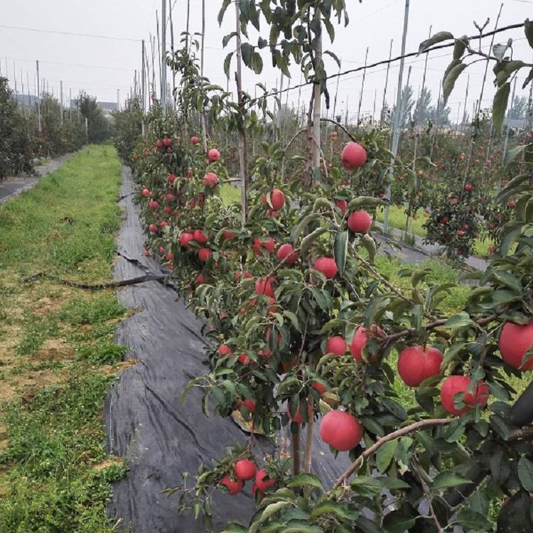 多年生123苹果苗 123苹果树苗 产量高