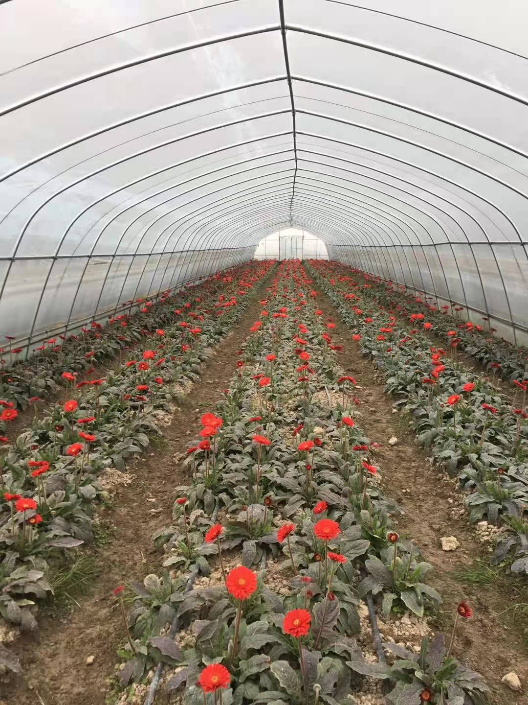 芜湖承接种植棚厂家