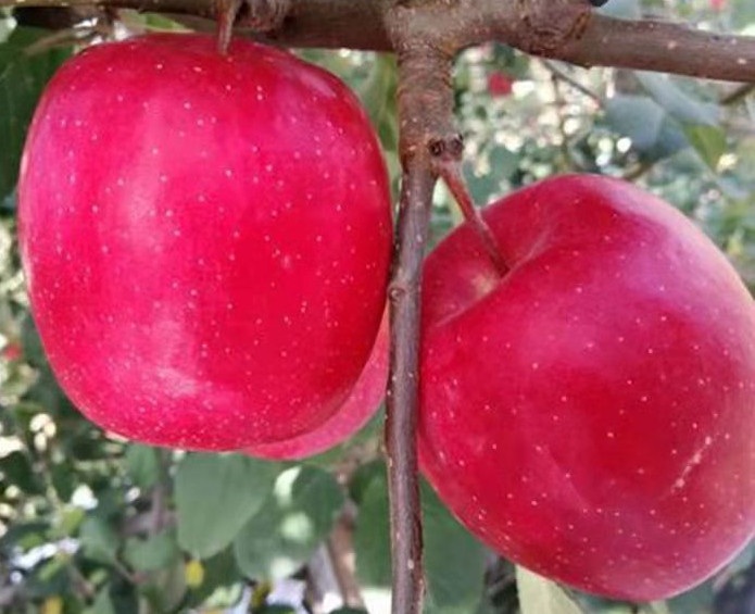 红香酥梨树苗出售-丹霞红梨树苗好的货源