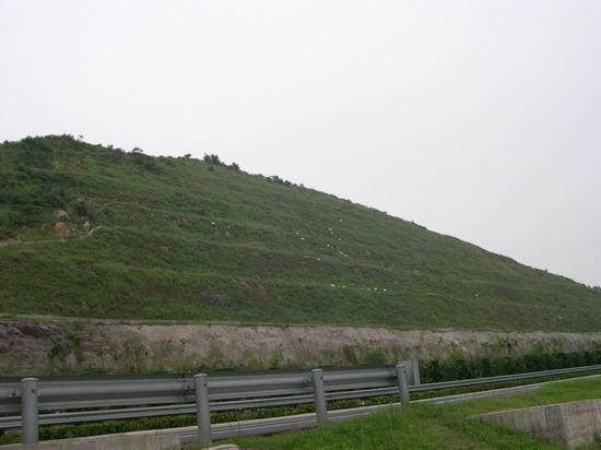 乌鲁木齐客土喷播植草 边坡客土挂网喷播 绿化公司