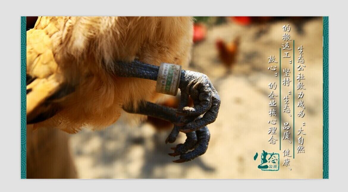 宜宾家禽屠宰场已经开始在佩戴二维码脚环