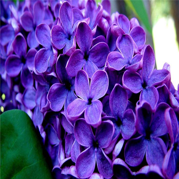 庭院绿化紫丁香花苗花卉盆栽紫丁香树苗可开花植物树苗绿植盆景紫丁香