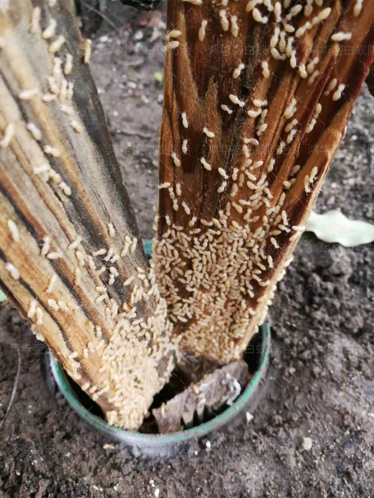 锦江区装修预防白蚁 成都白蚁防治中心 多年灭蚁经验