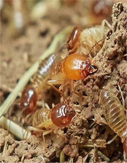 青白江区装修预防白蚁 成都白蚁防治中心 多年灭蚁经验