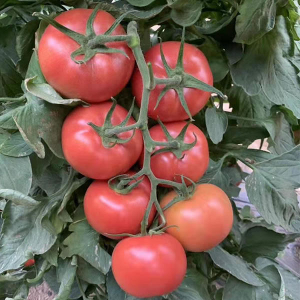 精品大果番茄种子，荷兰番茄品种，西红柿种子