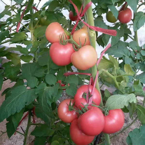 高产大果番茄品种，越夏西红柿品种，耐热座果率好
