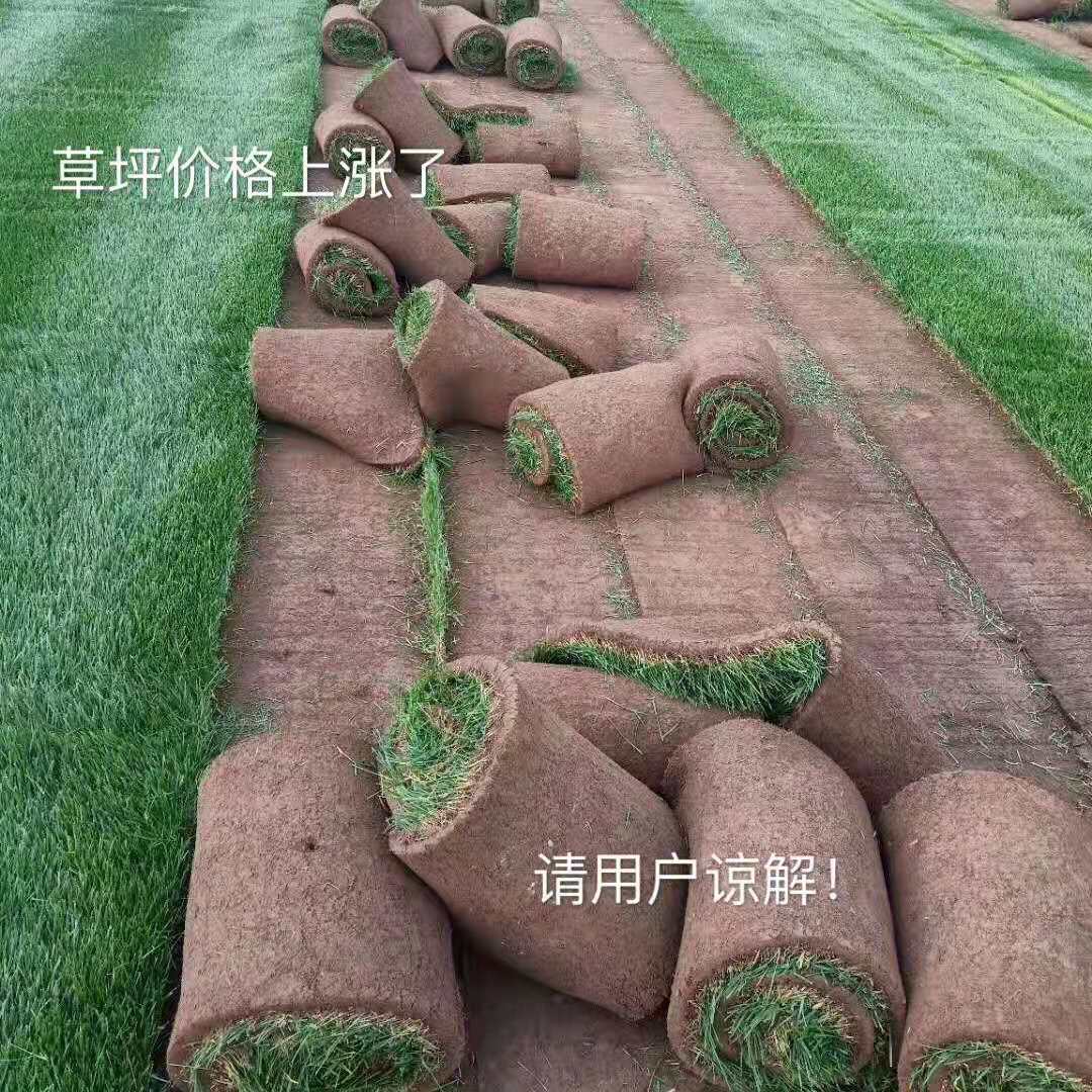 锡林郭勒盟绿化草坪厂家