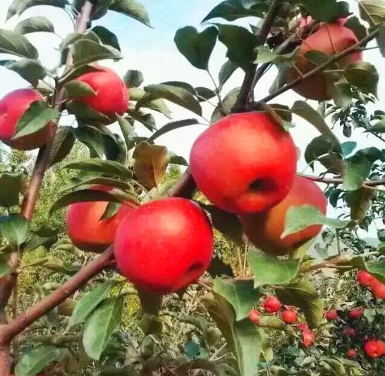 红富贵苹果苗 耐寒抗寒苹果苗 耐寒果树零下42度