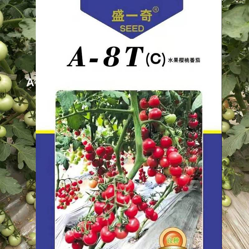 番茄基地采摘园菜园盆栽阳台均可种植 小番茄种子小柿子种子粉果番茄种子催芽技术 水果番茄价格