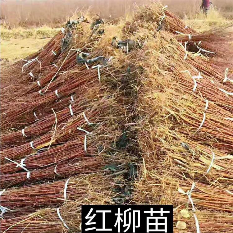 基地直销红柳树苗 种植农户批发