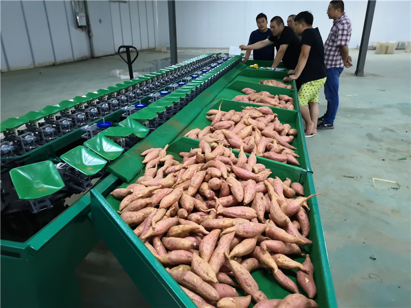 中国台湾蜜枣选果机生产厂家 上门安装