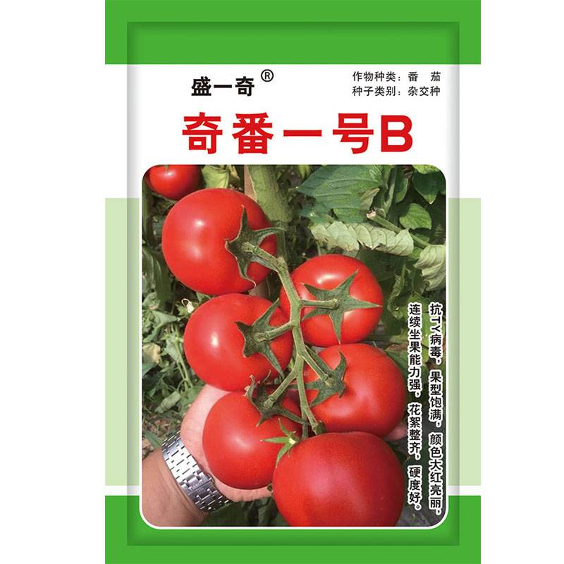 秋延及晚春茬栽培奇番一号B大红果番茄种子