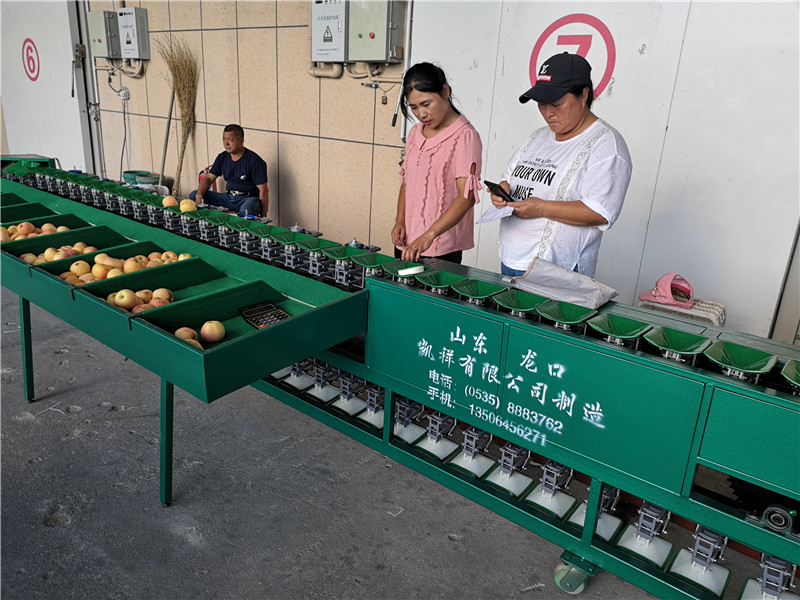 新品选果机发布 龙游县猕猴桃种植基地分选猕猴桃选果机