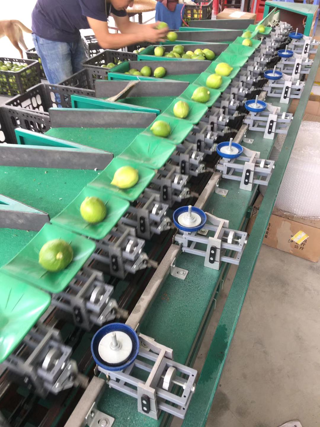 凯祥机械制造厂 蒙自软籽石榴分级设备 水果分级机