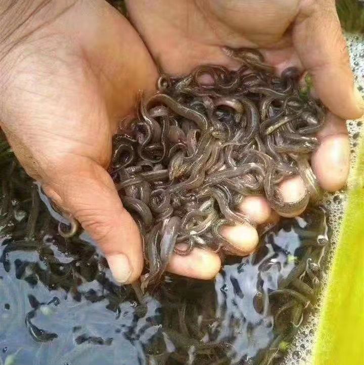 湖北漁添下水產有限公司_泥鰍的培育繁殖及泥鰍的品種分析