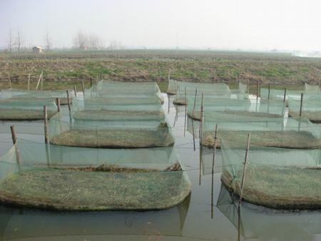 湖北漁添下水產有限公司_泥鰍養殖來看看網箱是如何養泥鰍的